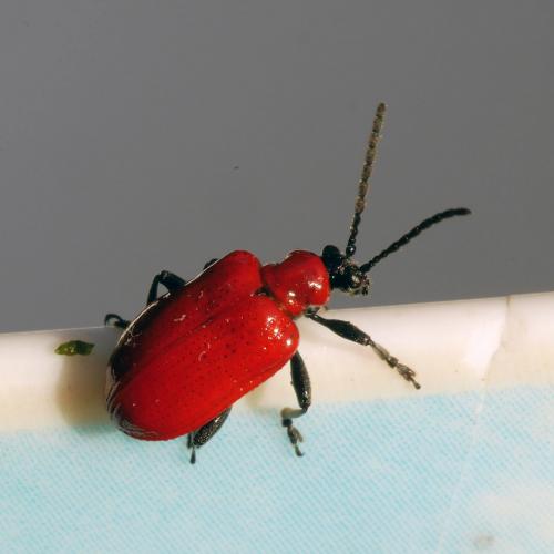 Réf. 286 408 : Lilioceris lilii